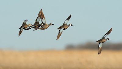 2024 Texas Teal hunting season starts this weekend