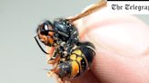Britons urged to keep eye out for Asian hornets over the summer