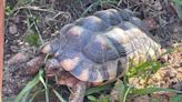 'We miss him very much' - Couple's search to find Shellidan the missing tortoise