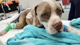 Dog attacked by alligator, survives after leg amputation