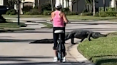 Gator takes a stroll through Florida neighborhood