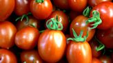 Bonito e nutritivo: como cultivar tomate em casa?