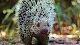 Nigel the 'Coendou' Might Be the Cutest Animal Some Have Probably Never Seen