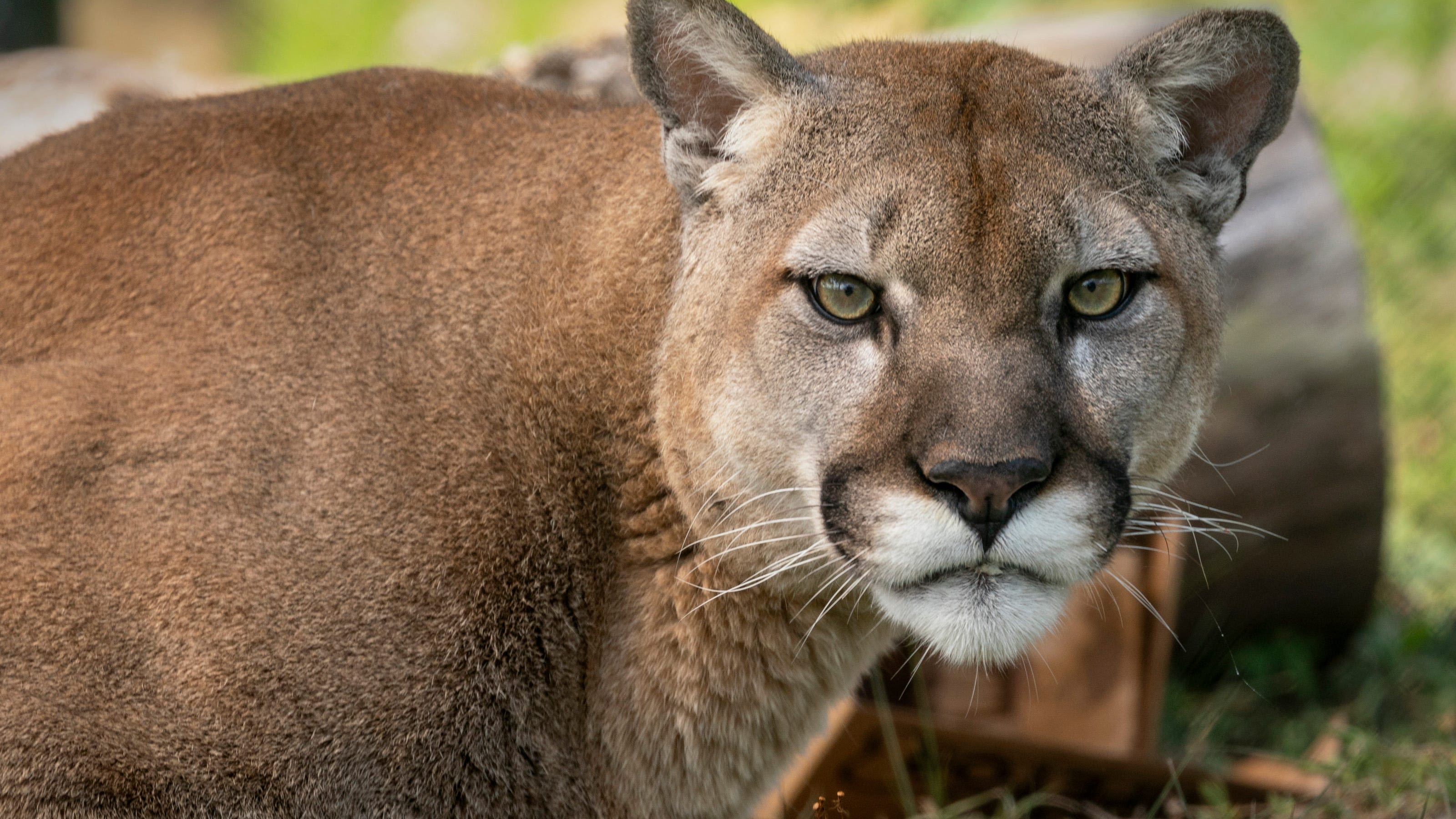 California cougar has a new home in Jupiter at Busch Wildlife Sanctuary