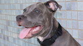 Dog at Sacramento Shelter Spends All Day 'Looking for Someone to Come Meet Him'