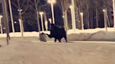 Video captures moment Anchorage woman is kicked in the head by a moose while walking her dog