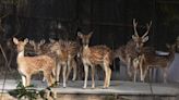 DDA to Delhi HC: Will retain two dozen deer at Hauz Khas park