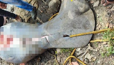Lancha mató a manatí en Bolívar y la comunidad se lo comió: el hecho causó polémica