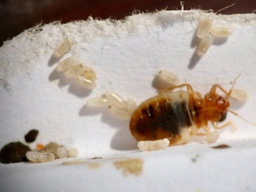 Mistake at start of holidays means surge in bed bug infestations in UK