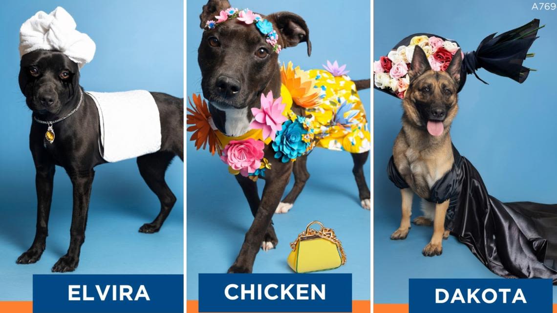 Who wore it better? Arizona Humane Society gives Met Gala celebs a run for their money
