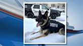 K-9 helps locate elderly man missing in Tuscola County