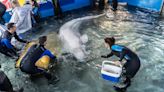 Rescatan a Plombir y Miranda, dos belugas de un acuario de Ucrania acogidas por el Oceanogràfic de Valencia