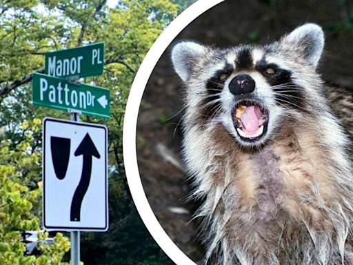 NJ woman says rabid raccoon chased her before being caught