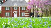 Bluebell Festival held at Allerton this weekend