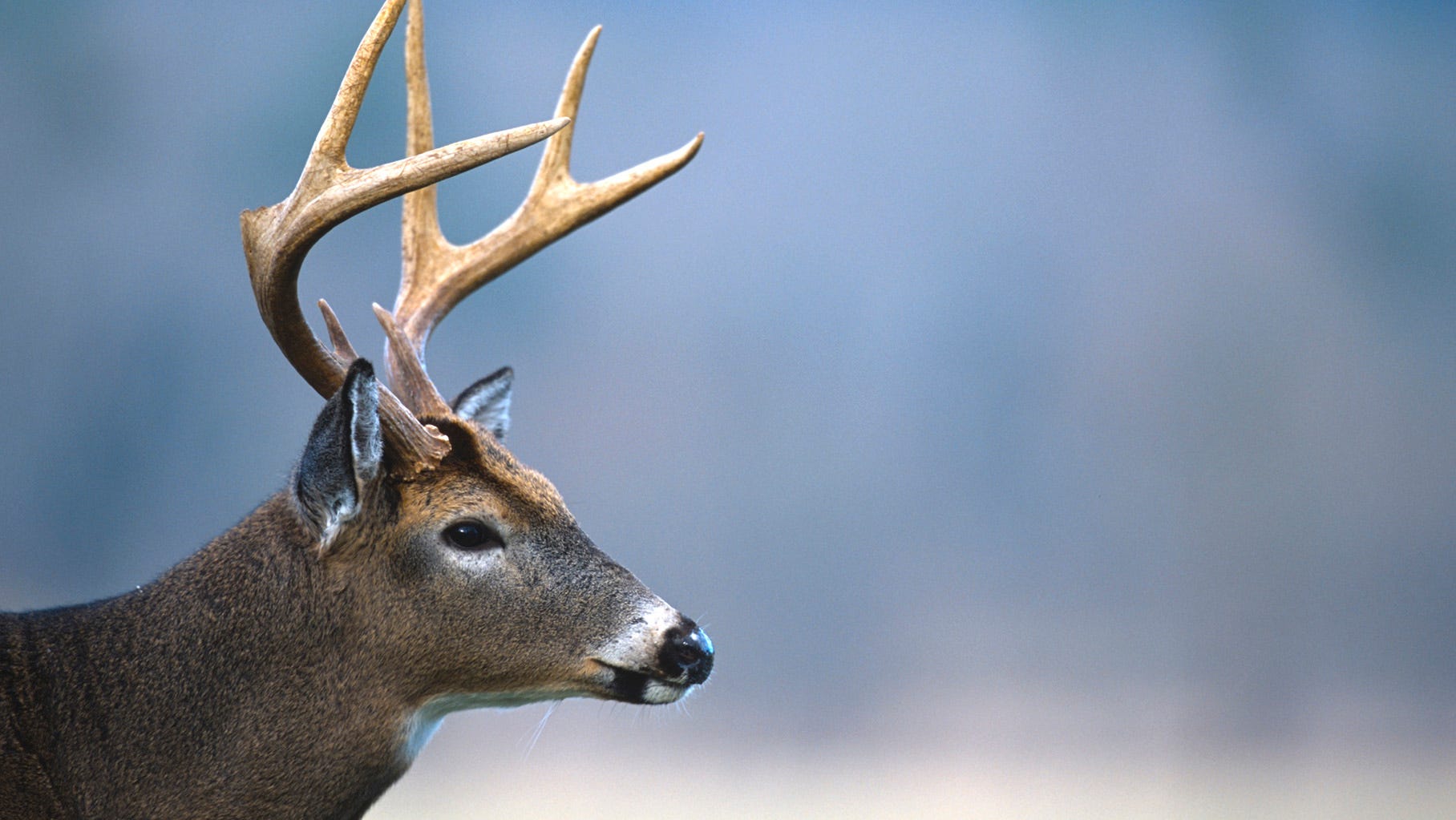 New cases of chronic wasting disease found in deer in Cumberland County