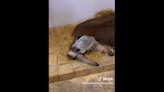 Watch sleepy anteater act like ‘teenager’ as zookeepers try to wake him. ‘You are 22’