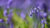 Mild winter and spring likely to bring bluebells out early – Forestry England