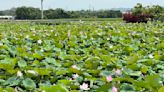 鋒面報到「及時雨」白河蓮花要開了 蓮花季下月登場