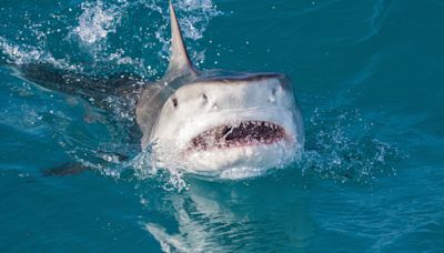 Por qué se acercan cada vez más los tiburones a las costas