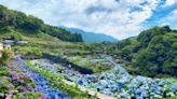 夏遊「花IN台北」 親山樂水賞花趣