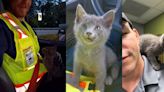 Public Works crews rescue kitten while landscaping along highway