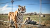 Grrrrrreat! House Passes Bill to Safeguard Big Cats