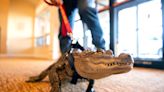 Phillies turn away emotional support alligator before game against Pirates