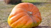 How to Grow Giant Pumpkins That Are Worthy of Prizes