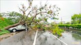 （台南）瞬間大雨積淹水 樹倒壓毀2車