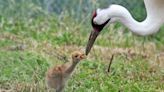 Rare Endangered Whooping Crane Hatches at Virginia Conservation Institute