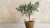 Aldi Is Selling $12 Olive Trees—Get One While You Can