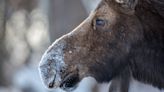 Skiers have close encounter with mama moose on newly-opened terrain