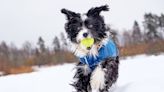 Dog Winter Coats: How To Fit Your Pups Snugly Into Their New Jackets