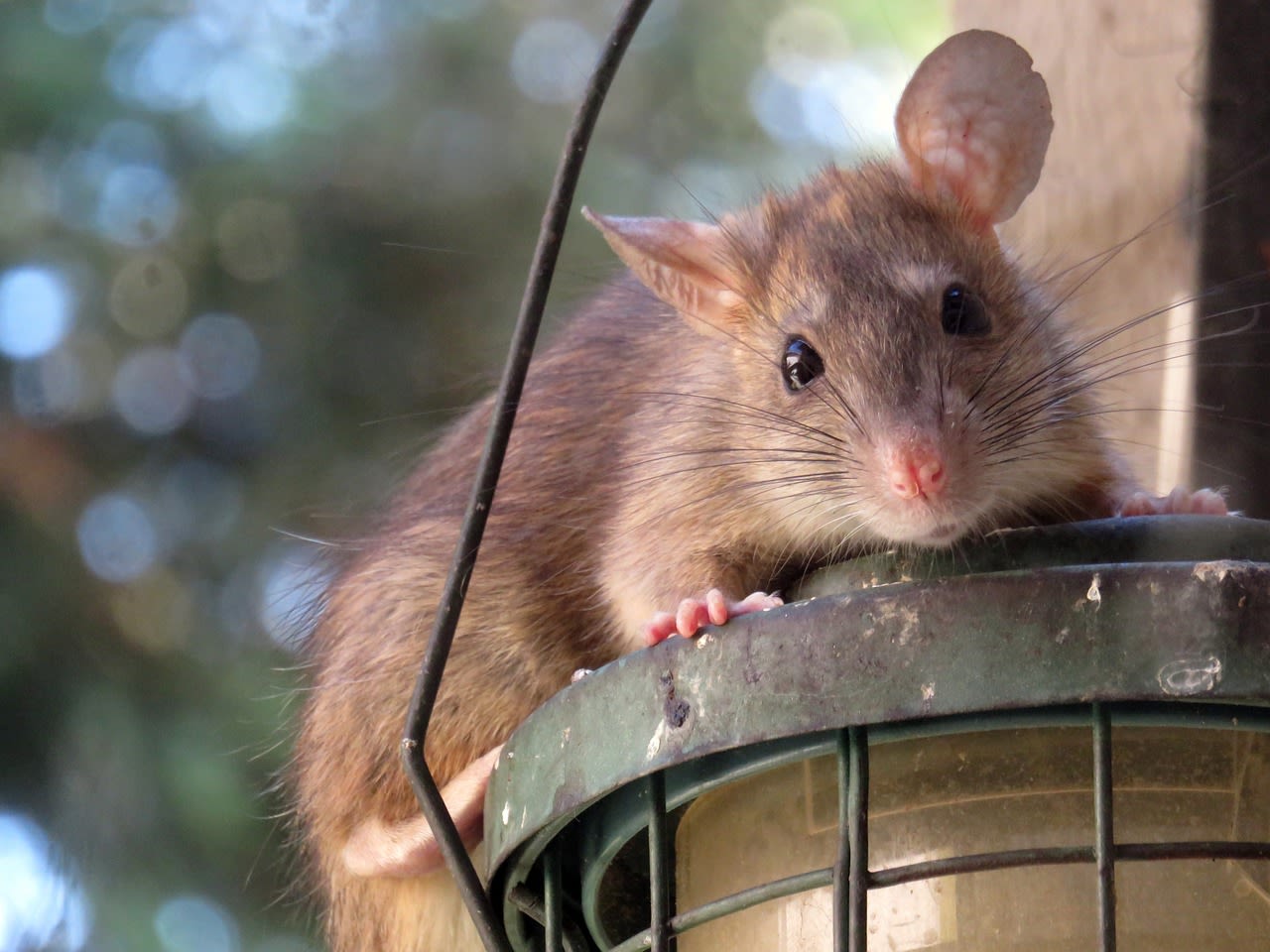 Atlanta named 1 of the most rat-infested cities in the US