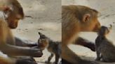 Monkey cuddles kitten and plays with its whiskers in viral video