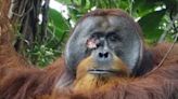 El increíble caso del orangután que usó planta medicinal para curarse una herida | Mundo