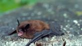 International Bat Appreciation Day 2024: Facts about species that call the C&O Canal home