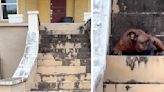 Dog Waiting On Steps Of Empty Home Has No Idea His Family Isn't Coming Back