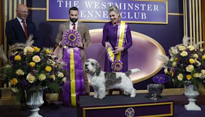 Westminster Dog Show schedule 2024: Dates, times, TV channels, live stream & list of past winners | Sporting News Canada