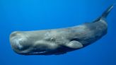 Scientists announce breakthrough discovery of a whale 'alphabet'