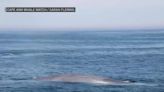 Rare blue whale — world's largest animal — spotted off Gloucester