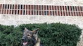 Two York County K9s receive donated body armor