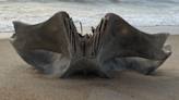 Partial whale skull washes up on North Carolina beach