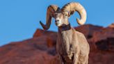 Arizona Hunting Groups Offer Large Cash Reward for Info in Bighorn Sheep Poaching Case