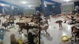 Rescataron en Quintana Roo a ¡200 perritos! de Beryl