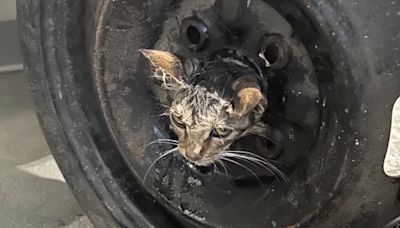 Firefighters help free kitten with its head stuck in spare tire