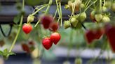 Woman awarded over €37,000 after developing repetitive pain syndrome planting and picking strawberries