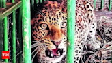 17-year-old mauled by leopard in Uttarakhand's Tehri | Dehradun News - Times of India