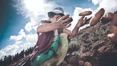 Transgénicos en Perú: entre la biodiversidad y ampliar la frontera agrícola