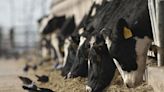 Bird flu Is bad for poultry and dairy cows